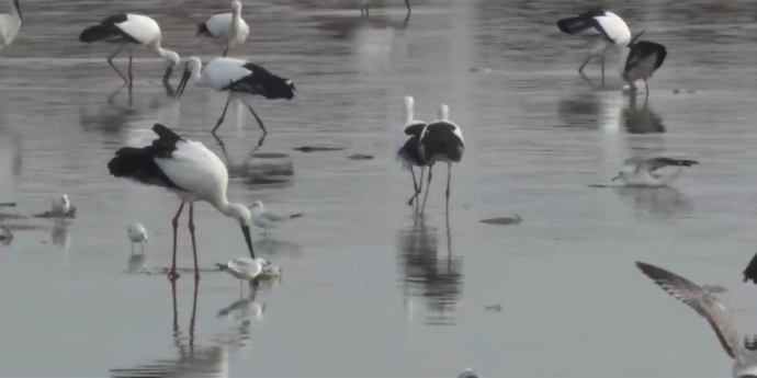 天津湿地护鸟志愿者紧急救助被困东方白鹳