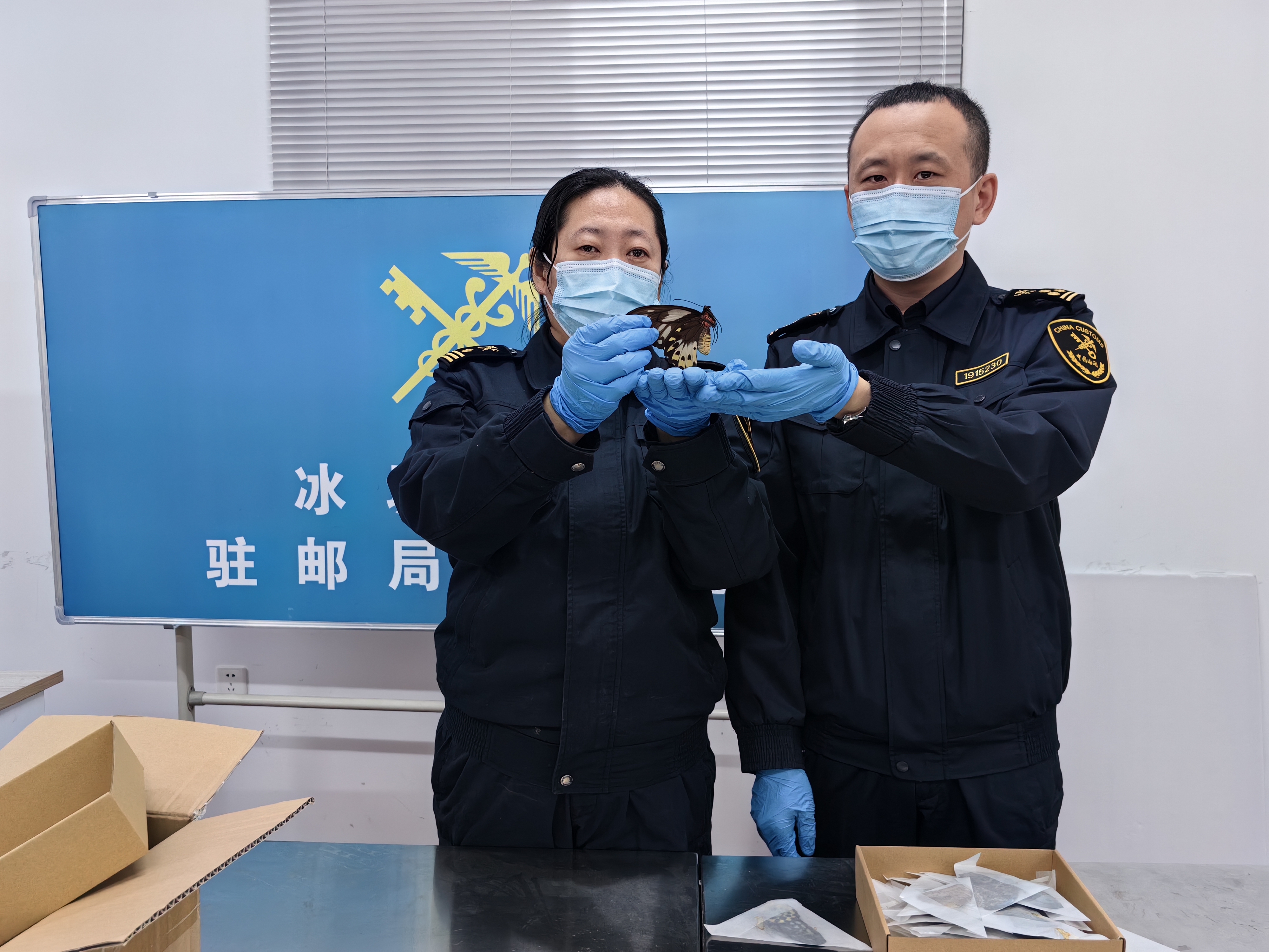 海关关员展示查获的蝴蝶标本