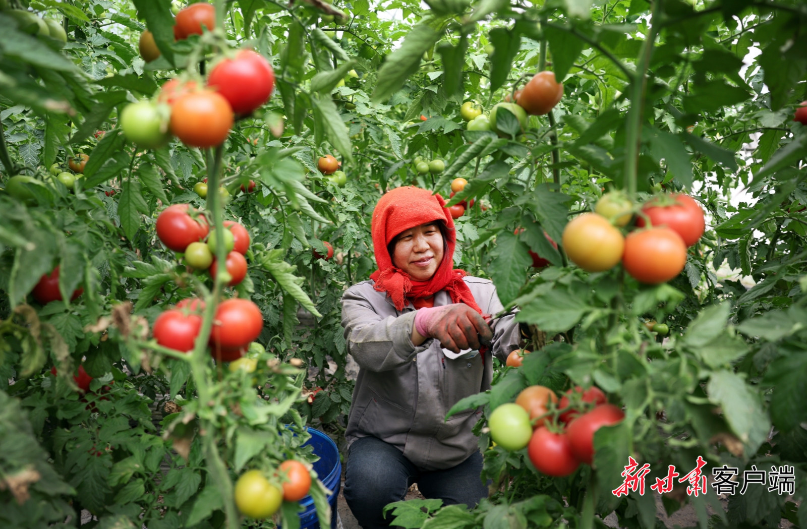 种植户在温室大棚采收番茄　新甘肃·甘肃日报记者　田蹊　摄