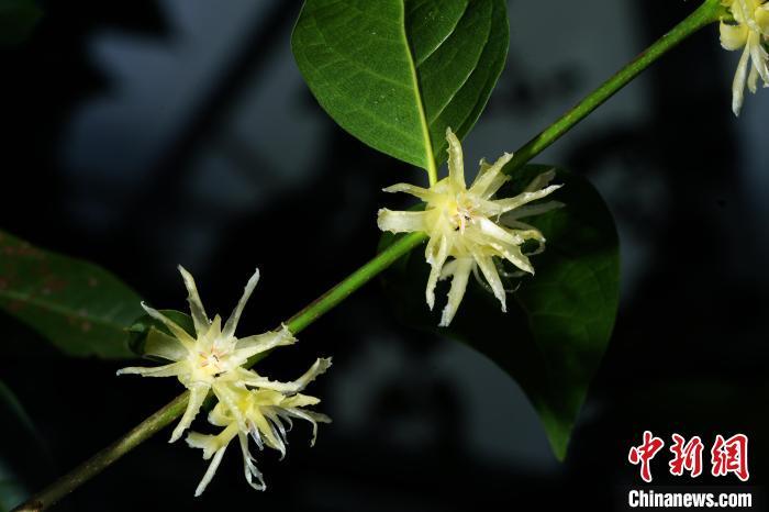 图为科研人员拍摄盛开的突托蜡梅。国家重要野生植物种质资源库辰山中心供图