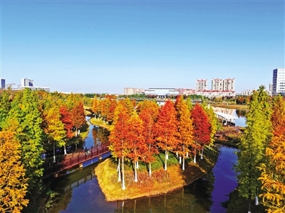 赣江新区星海湖公园层林尽染如画卷（图）