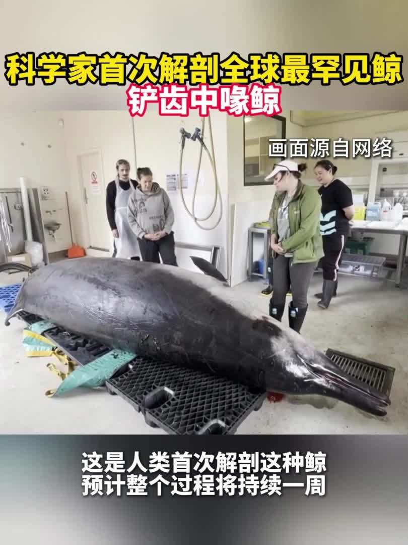 科学家全球首次解剖最罕见鲸——铲齿中喙鲸