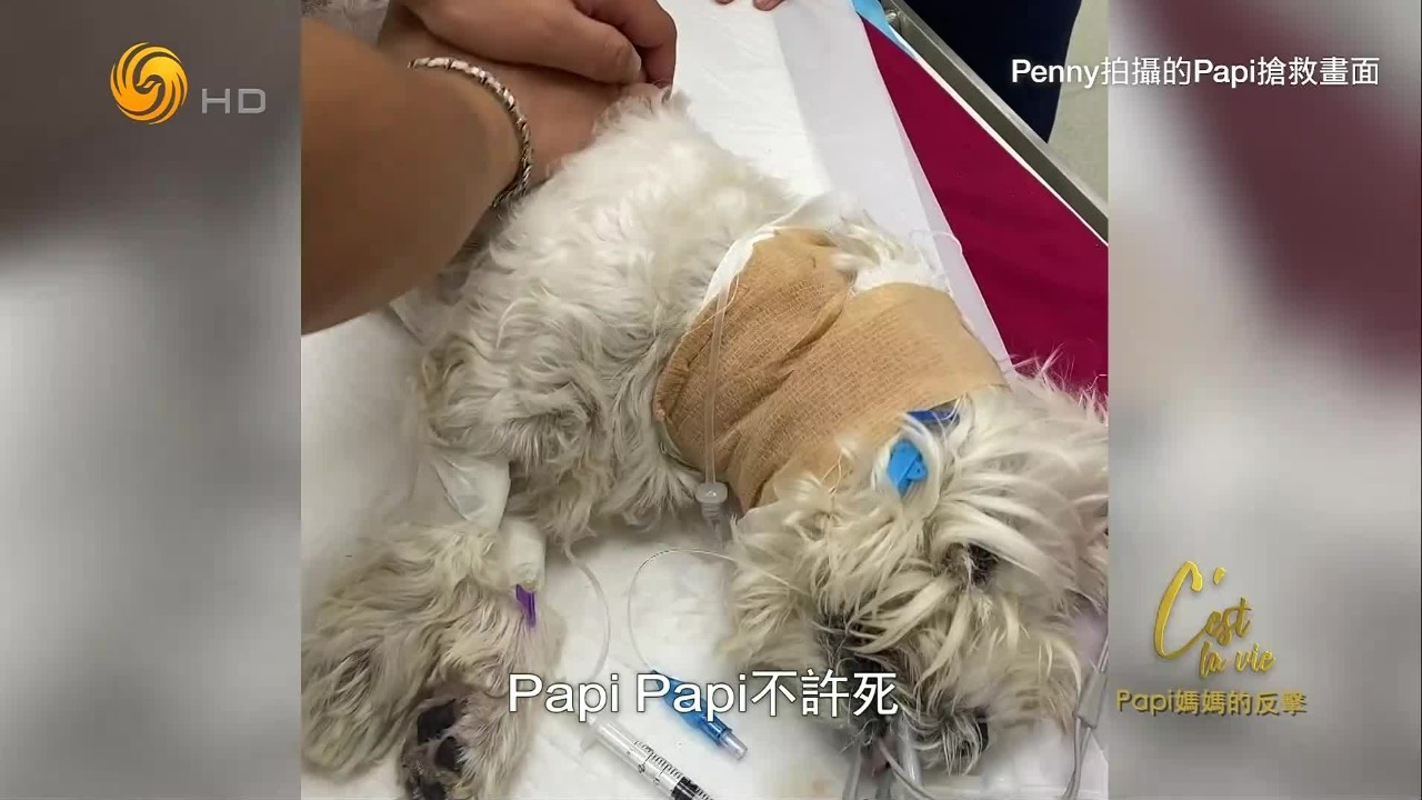 爱犬中毒在医院抢救，她在手术台旁哭得泣不成声