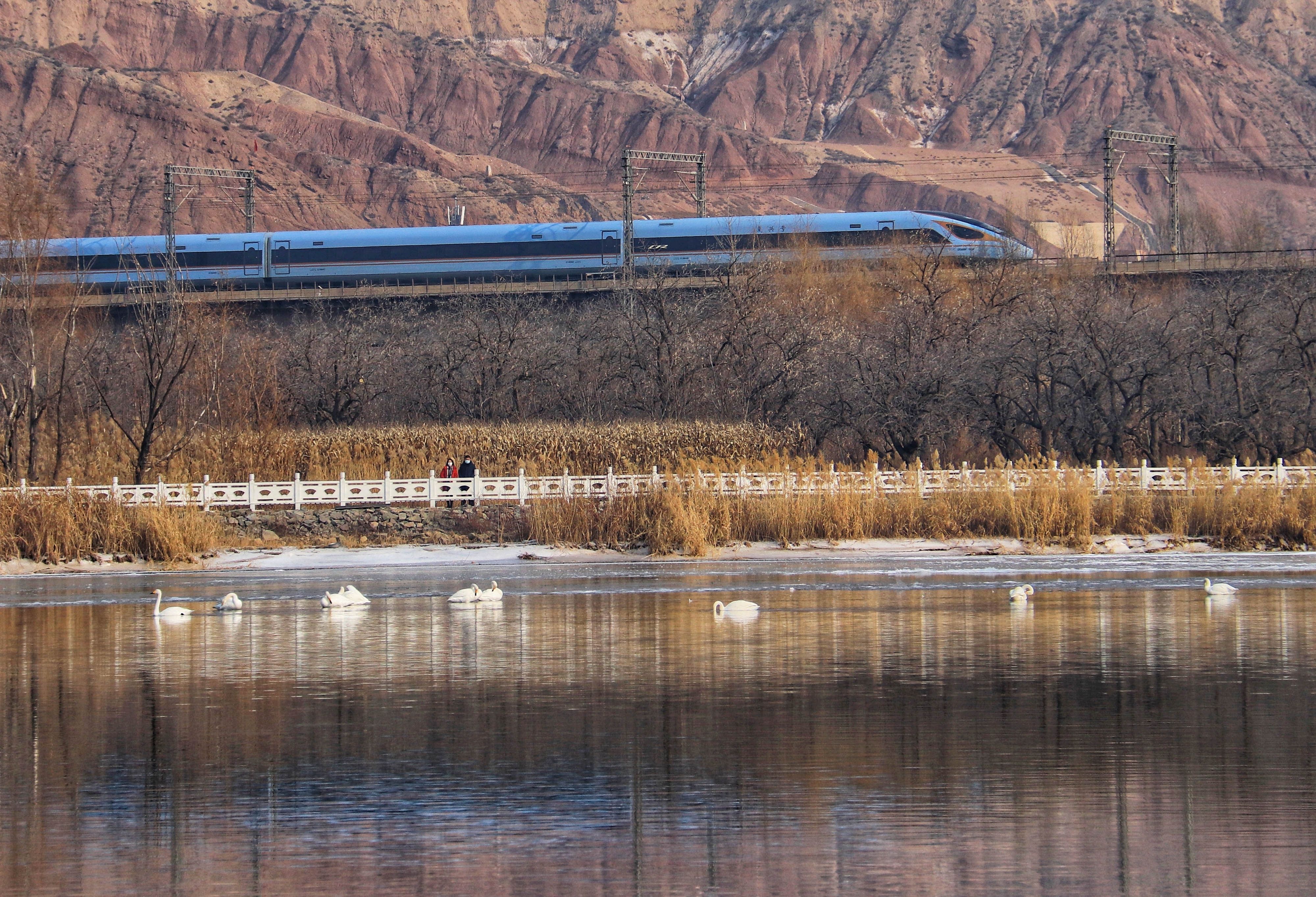 列车与天鹅在三江口同框照片(铁路局供图)