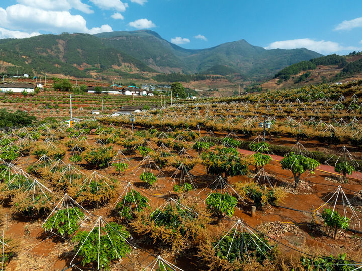 这是2024年4月9日拍摄的四川省攀枝花市米易县新山傈僳族乡中山村芒果产业园（无人机照片）。新华社记者 沈伯韩 摄