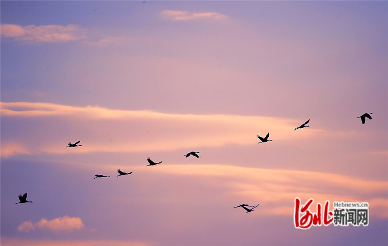 12月6日，大雪节气，一群灰鹤在河北省张家口市怀来县官厅水库国家湿地公园飞舞。