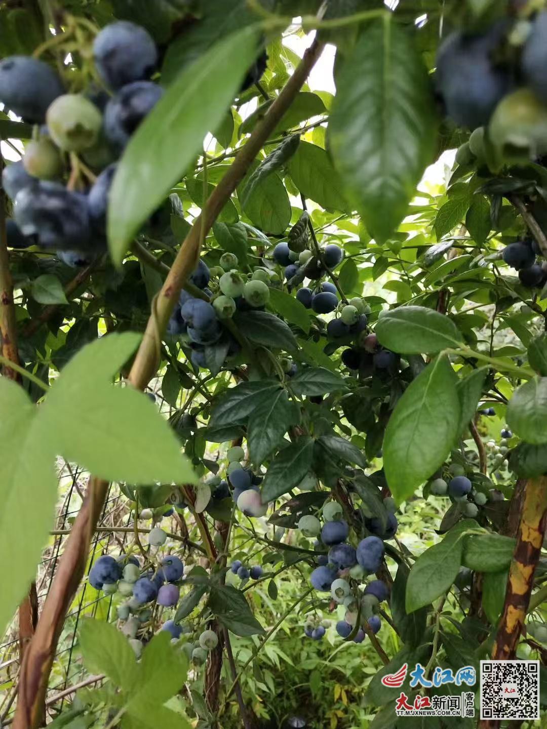 位于吴城镇同兴村的江西慈果蓝莓生态园（受访者 供图）