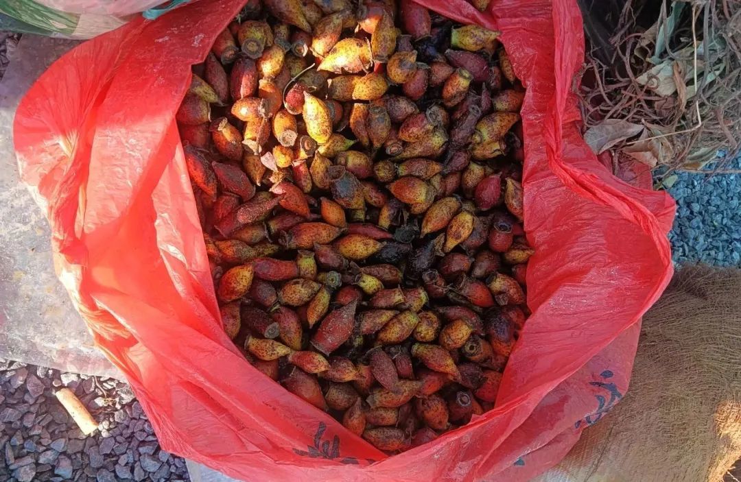 （村民出售的金樱子）