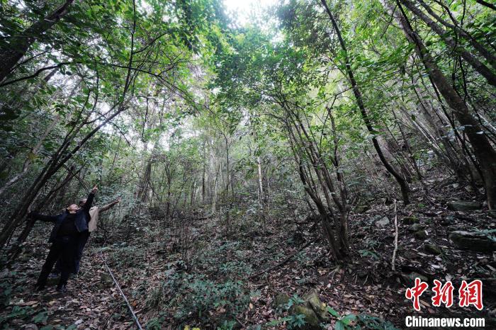 图为国家重要野生植物种质资源库辰山中心科研人员现场踏查突托蜡梅种群。受访者供图