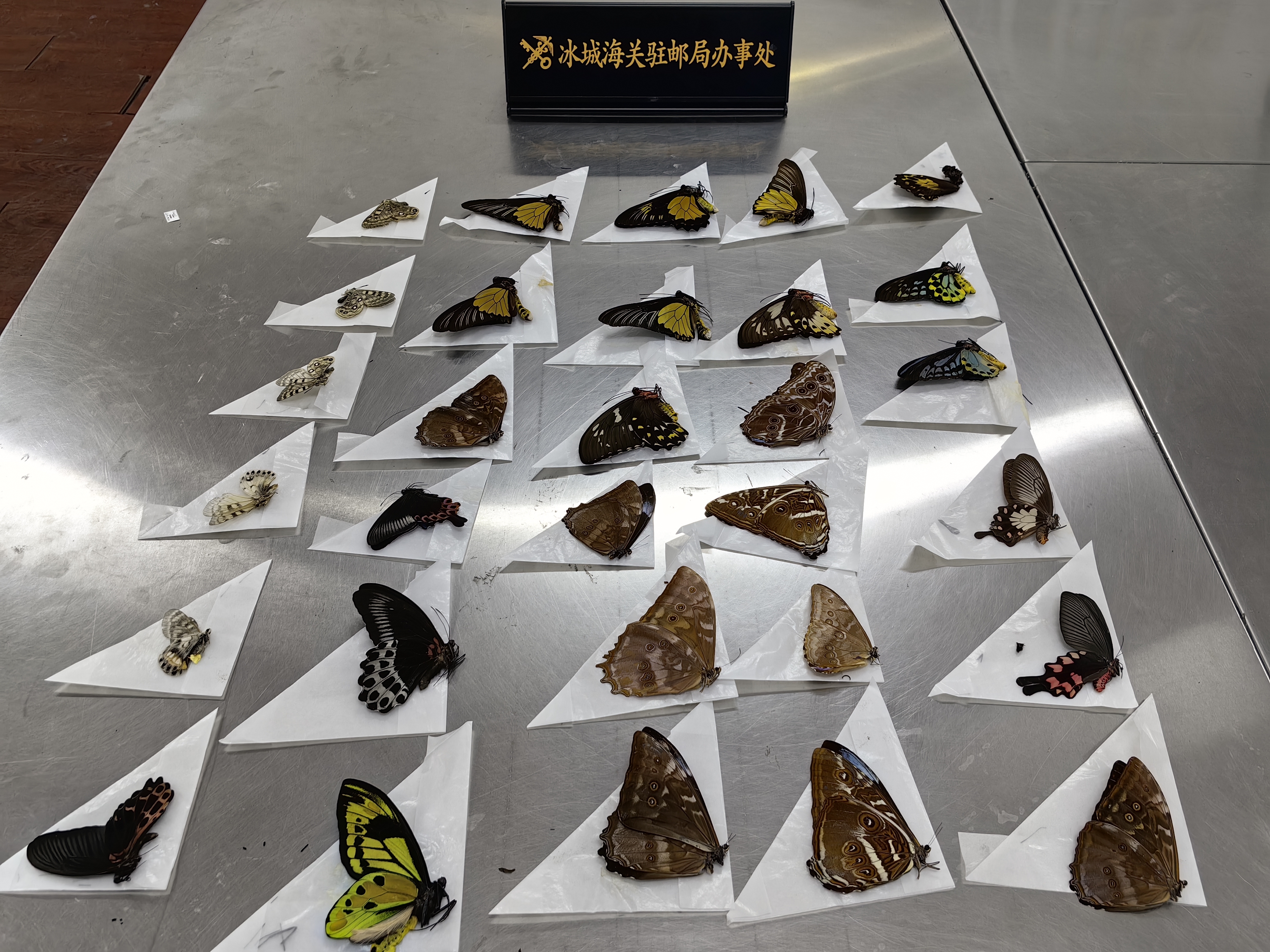 查获的蝴蝶标本