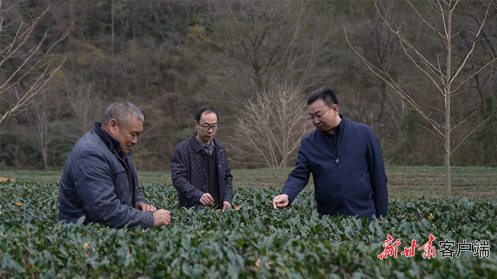 王贵强在康县阳坝镇调研茶叶生长情况