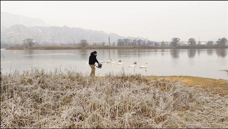 达朝阳为大天鹅投食