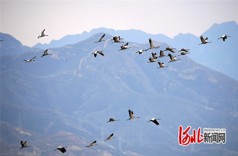 12月6日，大雪节气，一群灰鹤在河北省张家口市怀来县官厅水库国家湿地公园飞舞。