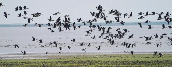 14.1万羽水鸟到南矶湿地过冬 国家一级保护动物有6种