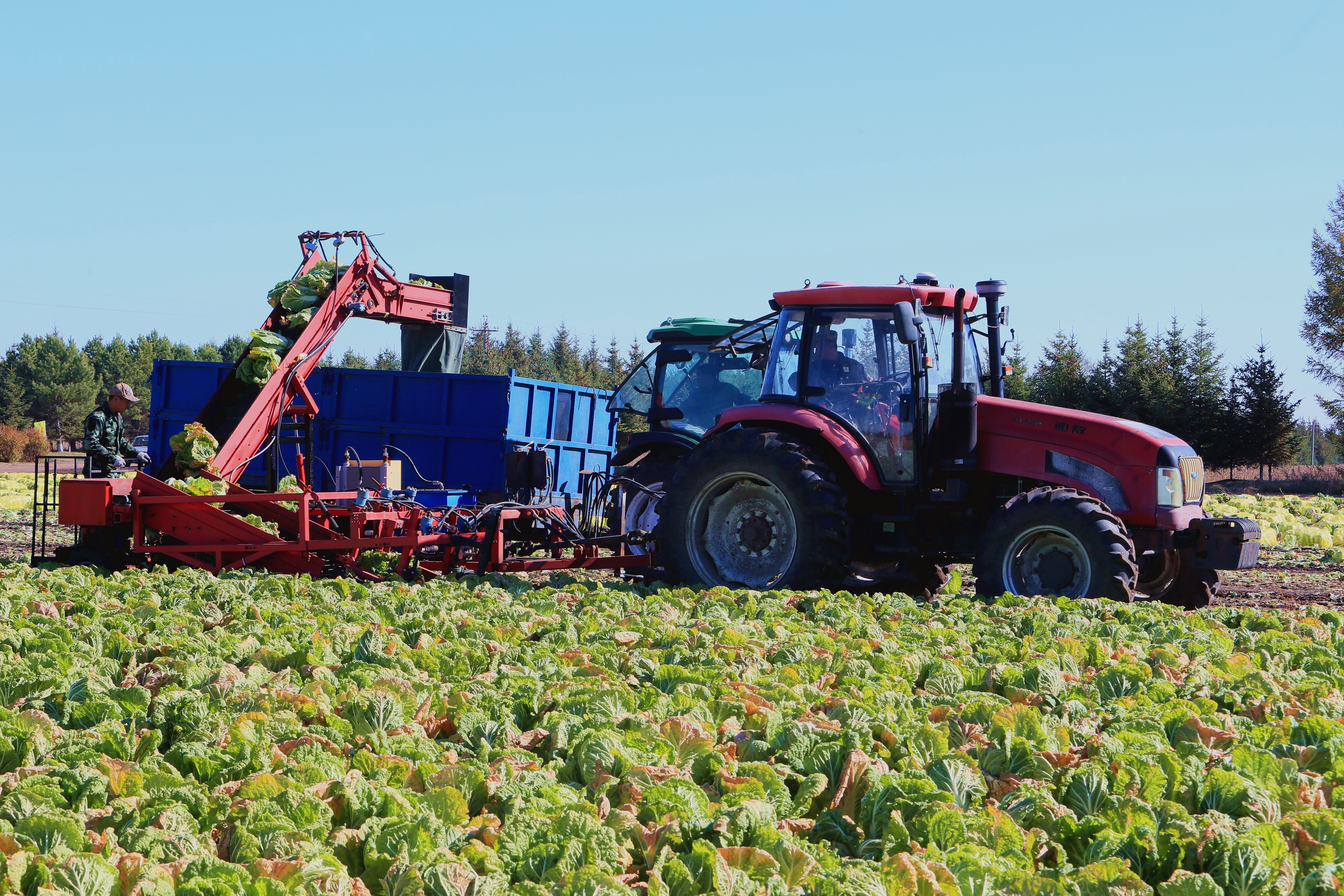 白菜自动起收机械在作业