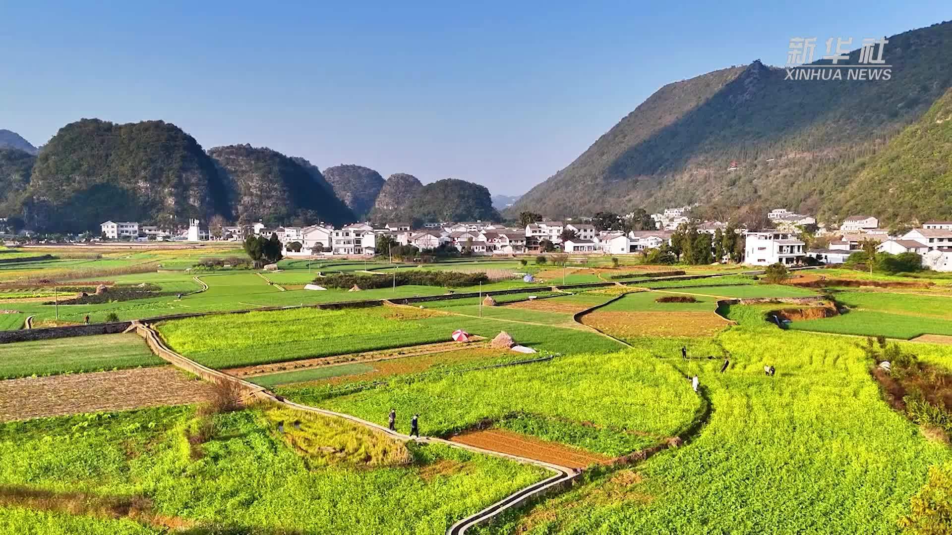 贵州万峰林的油菜花迎冬绽放