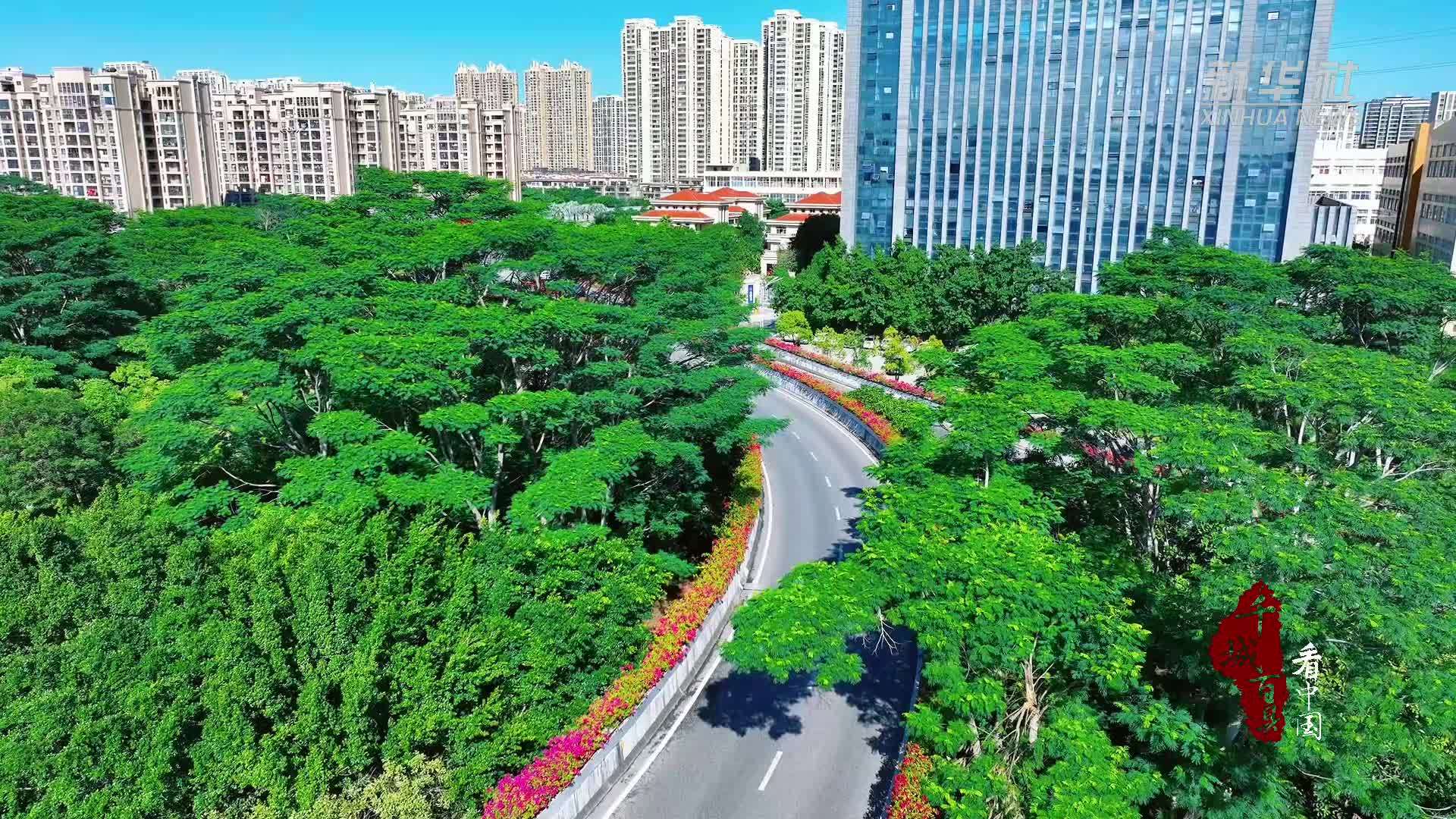 千城百县看中国｜福建泉州：三角梅盛放浪漫迎冬