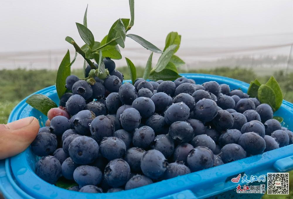 刚采摘下来的蓝莓（受访者 供图）