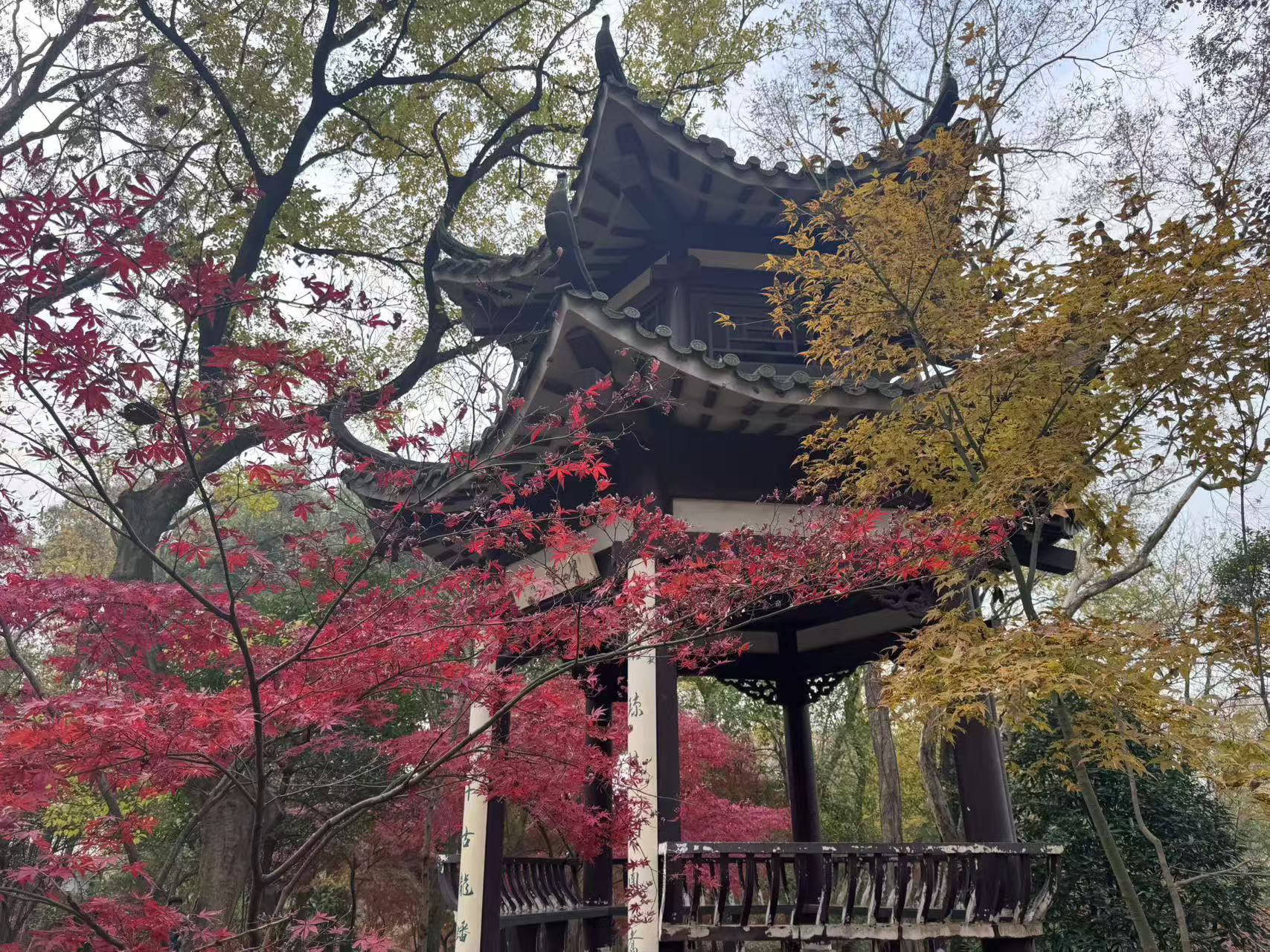 探秘南京中山植物园,解锁秋日红叶奇幻之旅
