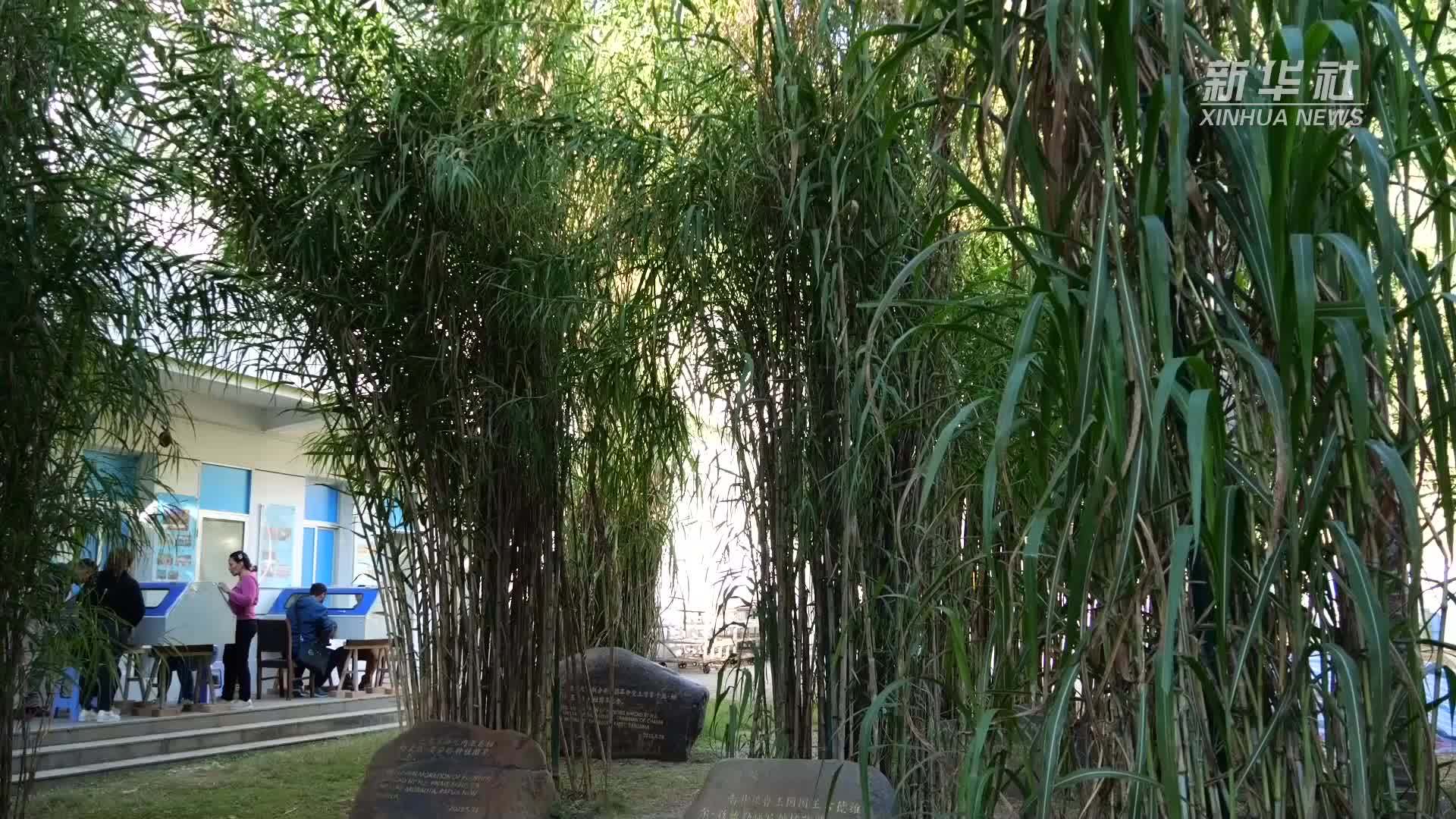 “一带一路”共建国家留学生：在“福习社”感受中国文化