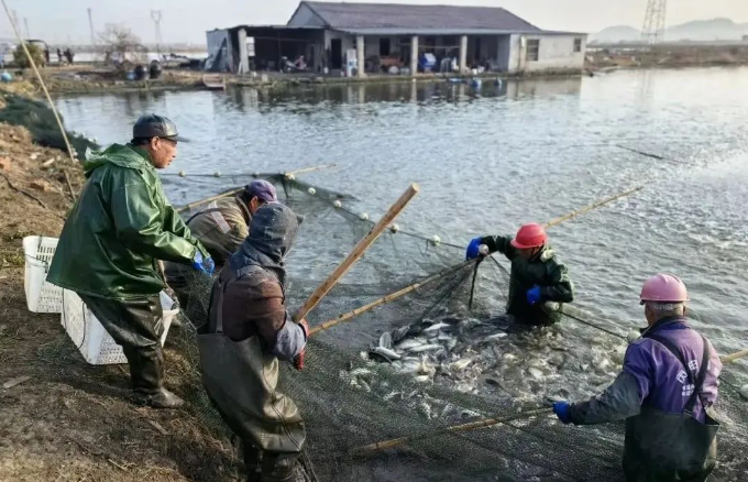 图为西湖镇养殖鱼塘冬捕现场。唐煜 摄