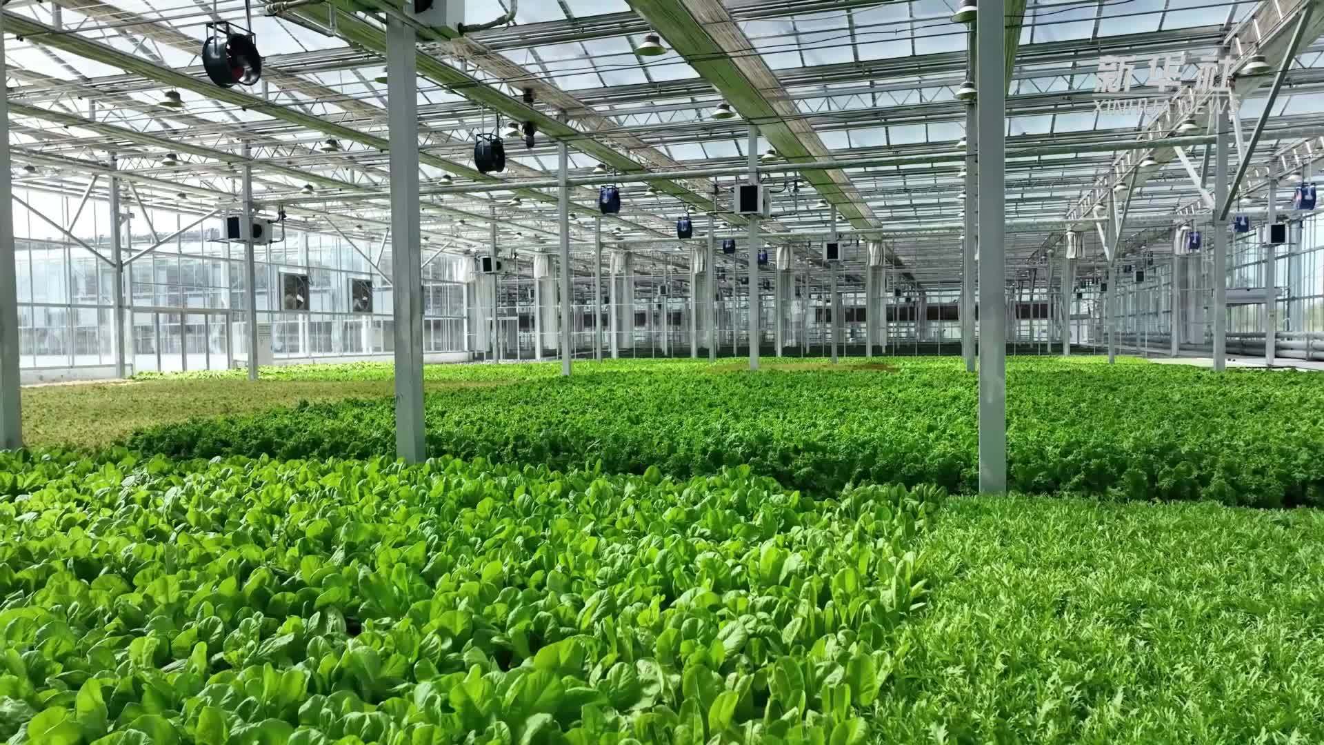 农业县探索水培蔬菜种植新技术_凤凰网视频_凤凰网