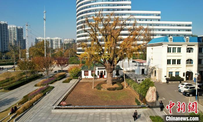 图为汉阳树。　张畅 摄