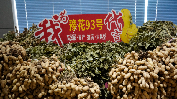 河南丰盛农业开发有限公司与河南省农科院在鹤壁浚县善堂镇合作繁育的高油酸花生品种（11月1日摄）。受访者供图
