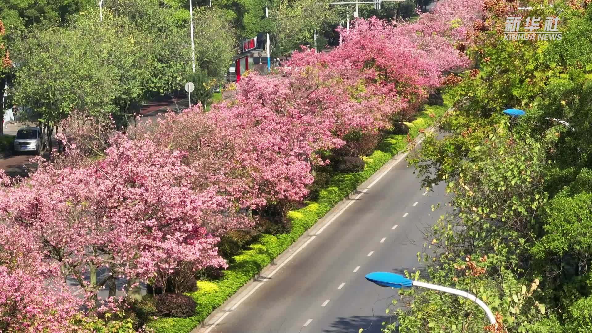 广西柳州：美丽异木棉 盛开在冬天