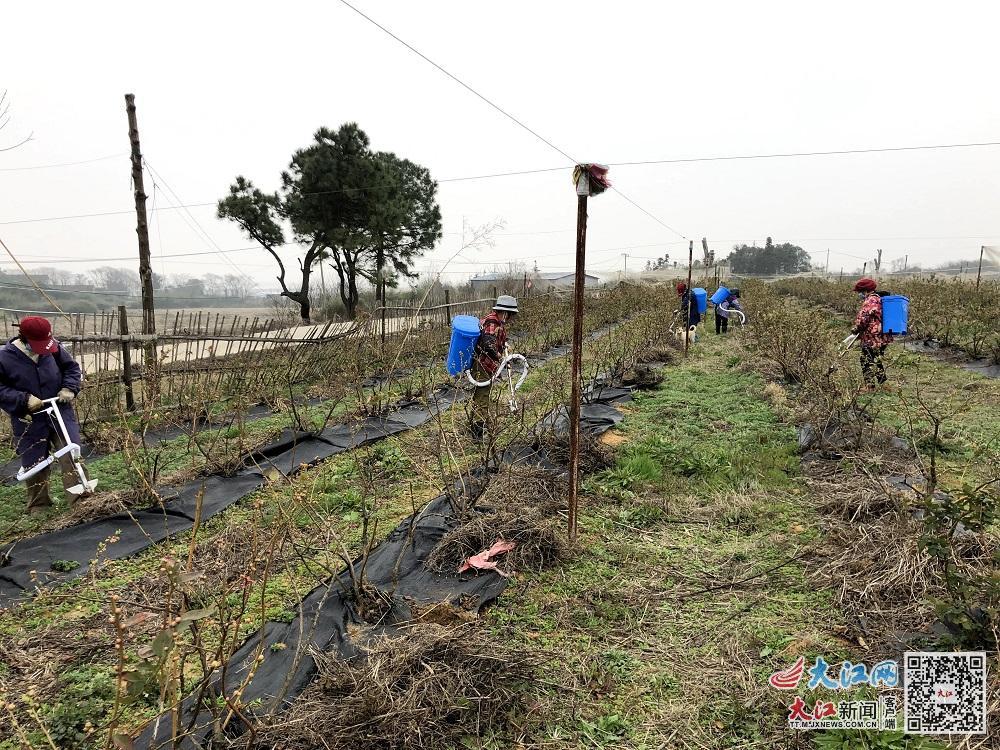 村民在蓝莓基地内务工（受访者 供图）