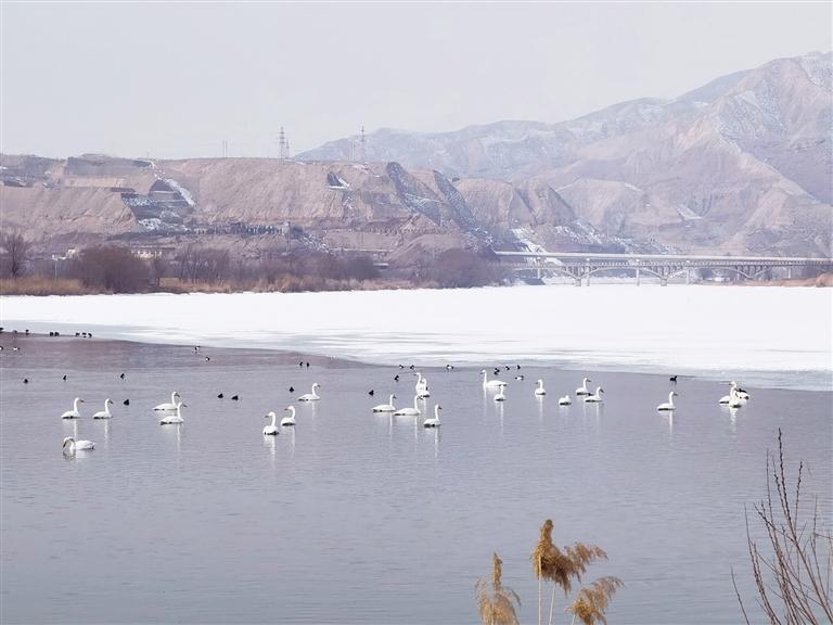大天鹅在西固达川三河口越冬(2023年)