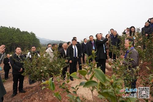 院士专家、与会领导参观油茶基地