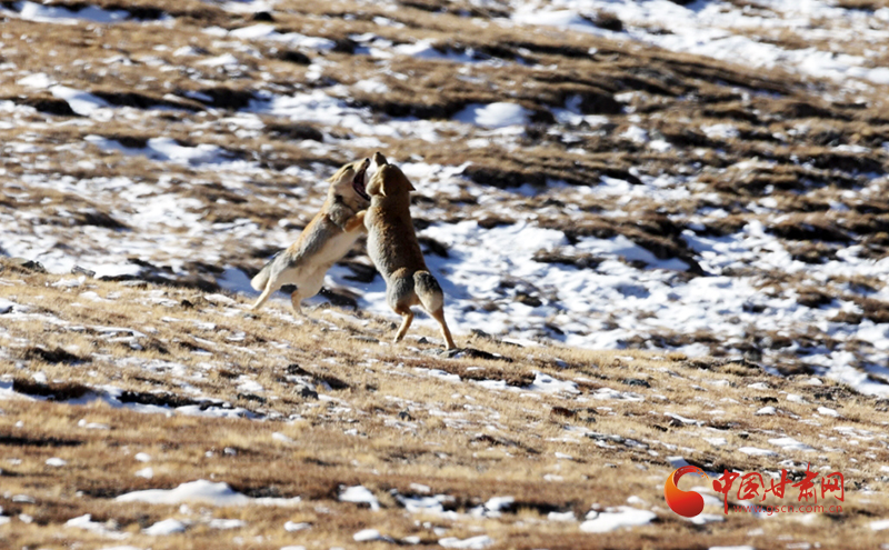 我的地盘我做主　祁连山下“狐王争霸”戏码十足