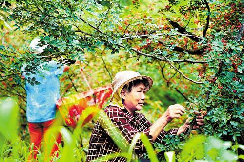 邯郸涉县林农在采收花椒。