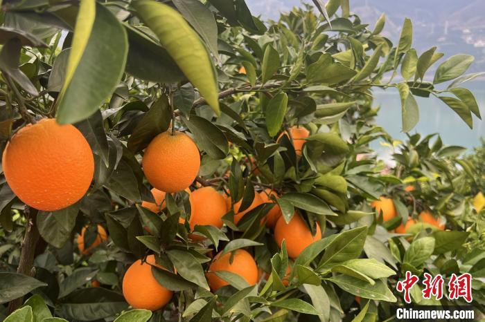 图为脐橙挂满枝头。肖江川 摄