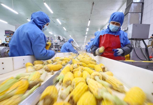 12月8日,在河北省晋州市一家罐头食品加工企业,工人在玉米罐头生产线上工作。新华社记者 杨世尧 摄