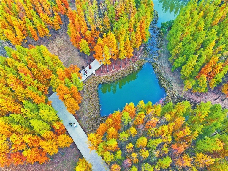 南昌市鱼尾洲湿地公园：层林尽染 冬日画卷（图）