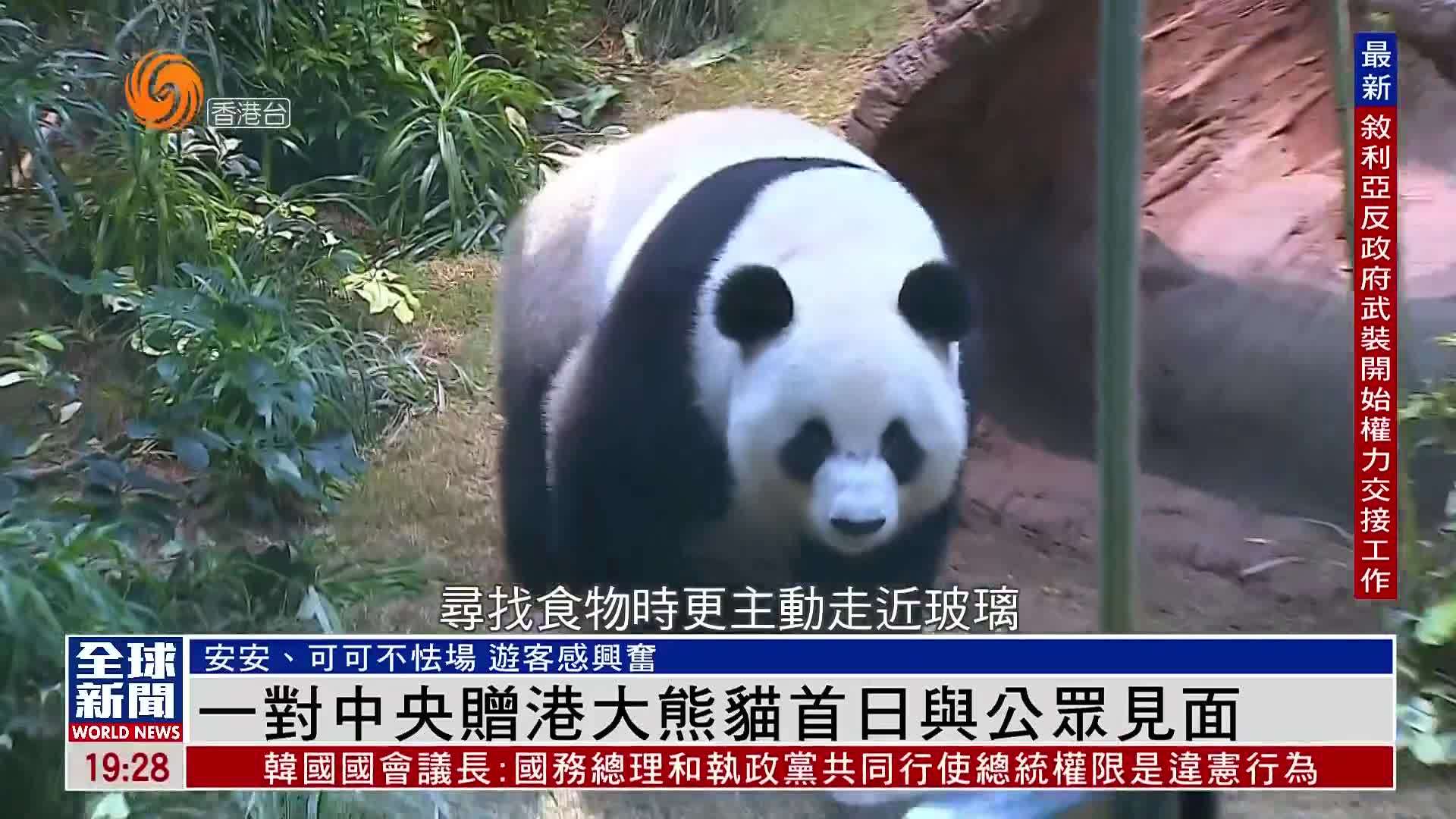 粤语报道｜一对中央赠港大熊猫首日与公众见面