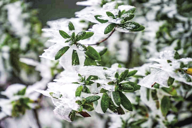 九江：庐山今冬首雪 再现南国冬韵（图）