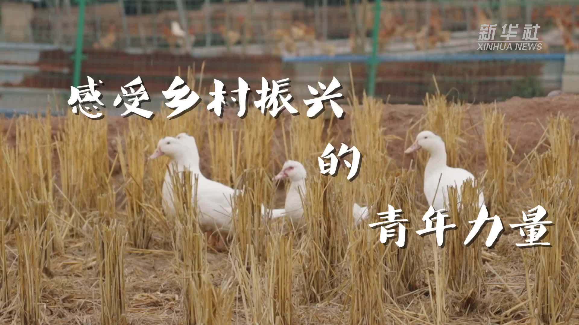 高质量发展调研行丨感受乡村振兴的青年力量