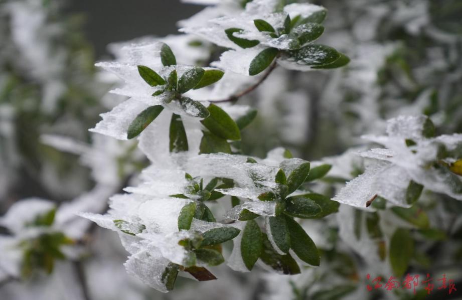 庐山迎来今冬第一场降雪 雨凇雾凇雪凇景观齐现（图）