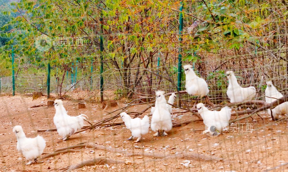 泰和县塘洲镇坦湖村汪陂途公司的百亩林下乌鸡养殖基地，成群的乌鸡散养山林,“乌鸡们”正在树下食草觅食、休憩、玩耍。泰和县积极发展林下经济，立足生态发展定位，因地制宜，大力推进林下特色产业建设，生态养殖，助农致富。