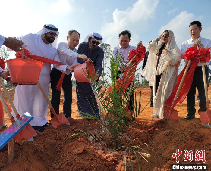 12月7日，中国、阿联酋两国代表在中国热带农业科学院椰子研究所国家热带棕榈种质资源圃，种植椰枣树苗。　中新社记者 王晓斌 摄