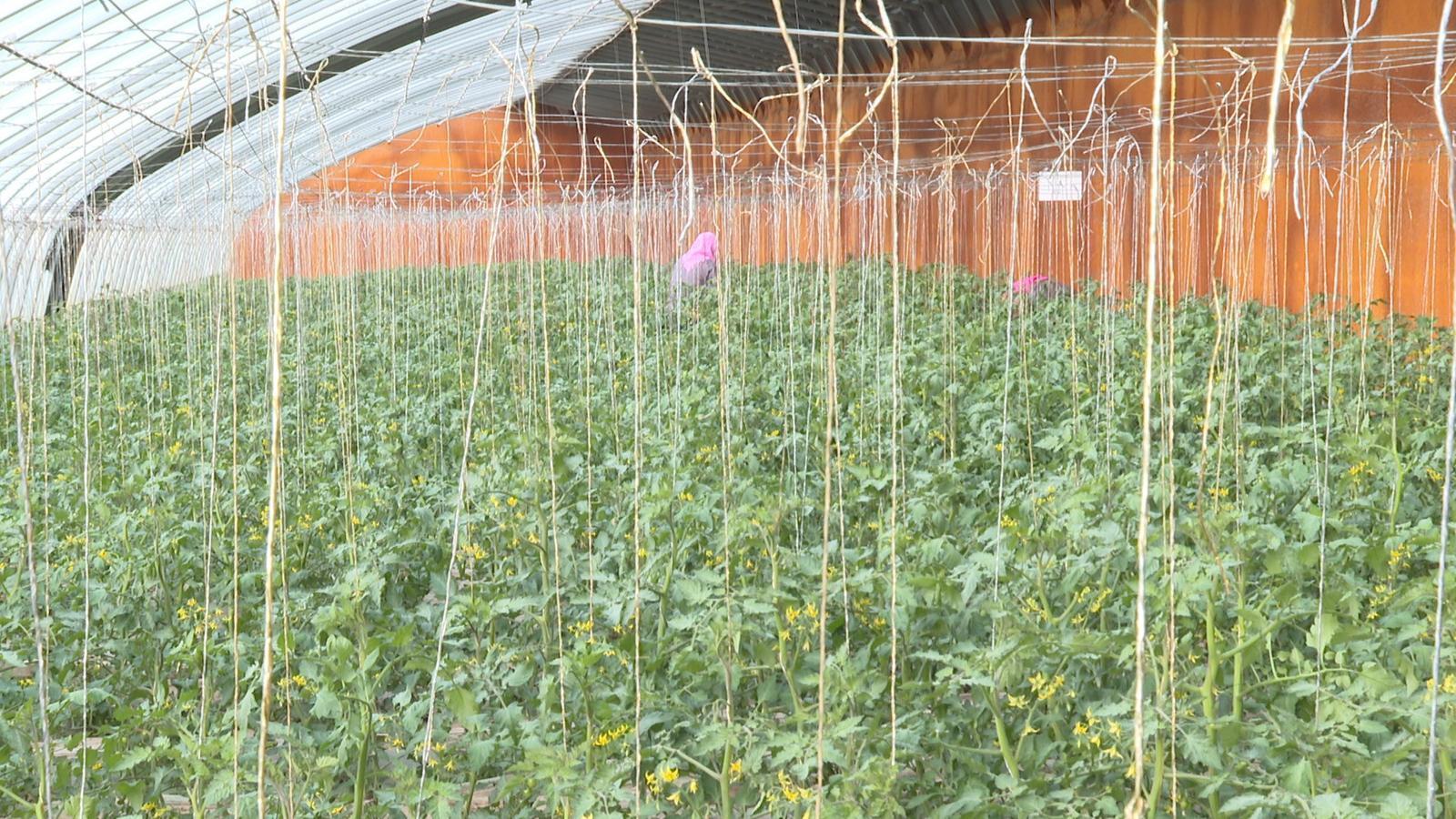 镇村企三方联动　永昌这样走城乡产业融合发展之路