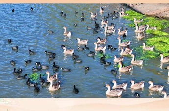 周末无处游？快来池杉湖湿地公园赏池杉、观百鸟