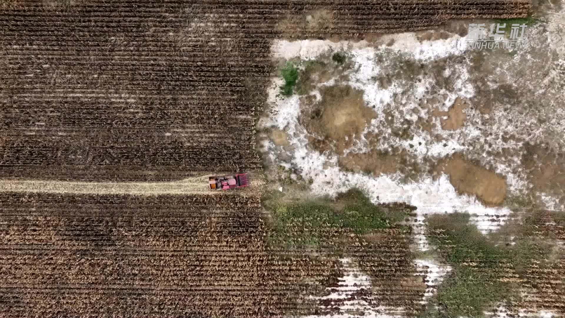 微生物治理盐碱地 荒地变良田