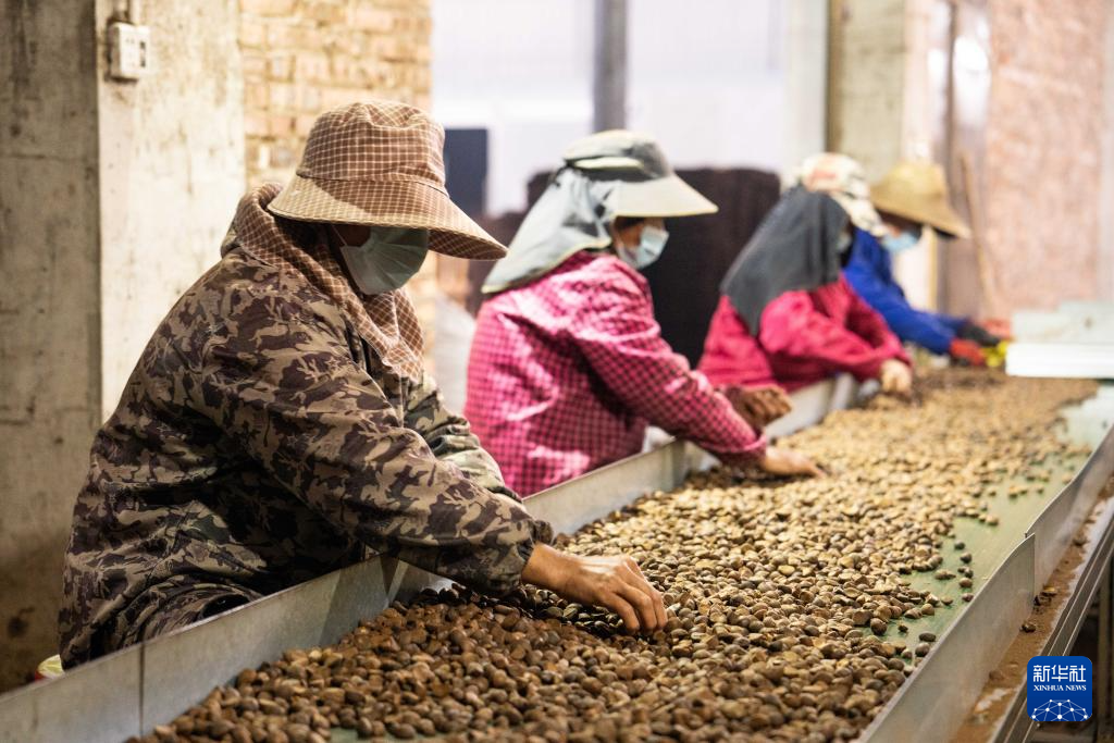 湖南祁阳：油茶飘香产业兴