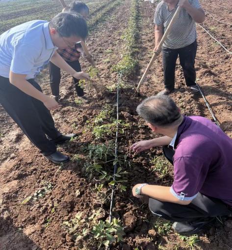 省派工作队员与镇长仇金云在芍花田间测算花间距