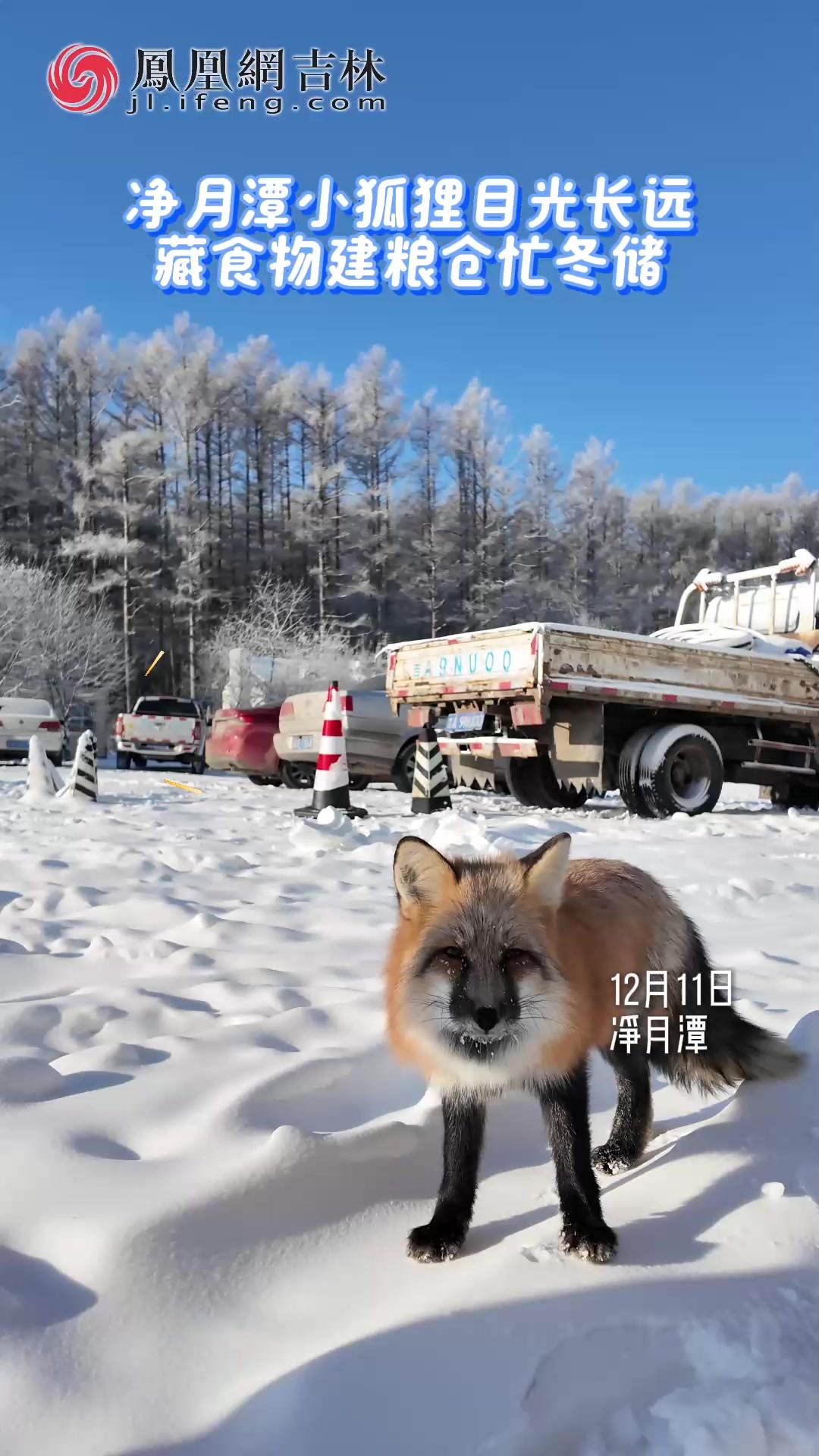 净月潭小狐狸目光长远 藏食物建粮仓忙冬储