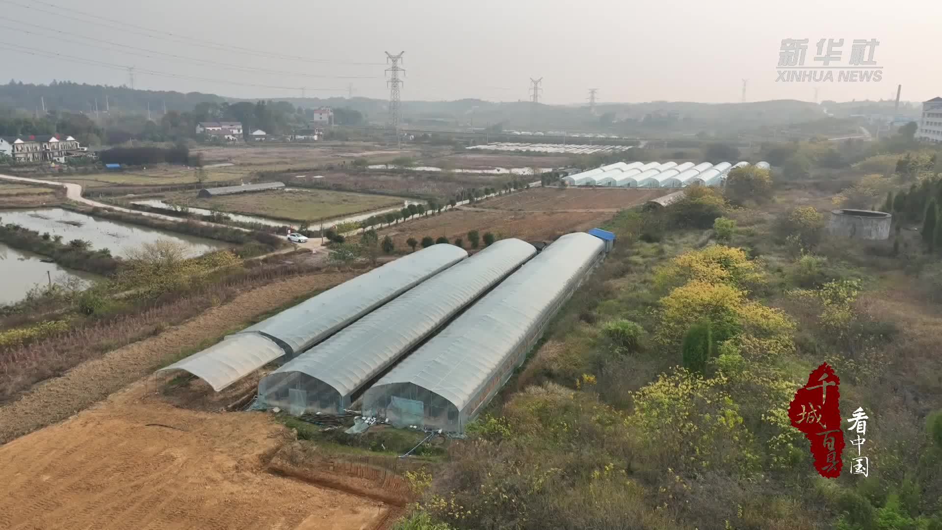 千城百县看中国｜湖南冷水滩：“空中草莓”惹人爱 休闲采摘新体验